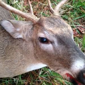 Meet your Posher, Delinda